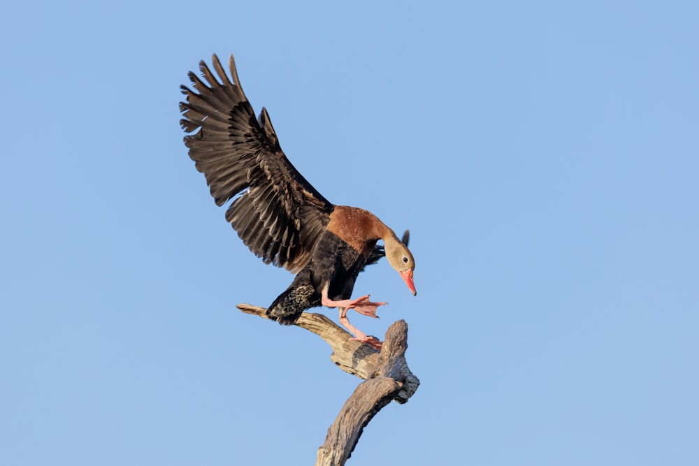 a bird with a fish in its mouth on a branch