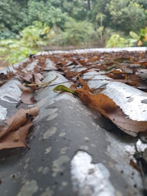 a close up of a corrugate metal with leaves on it
