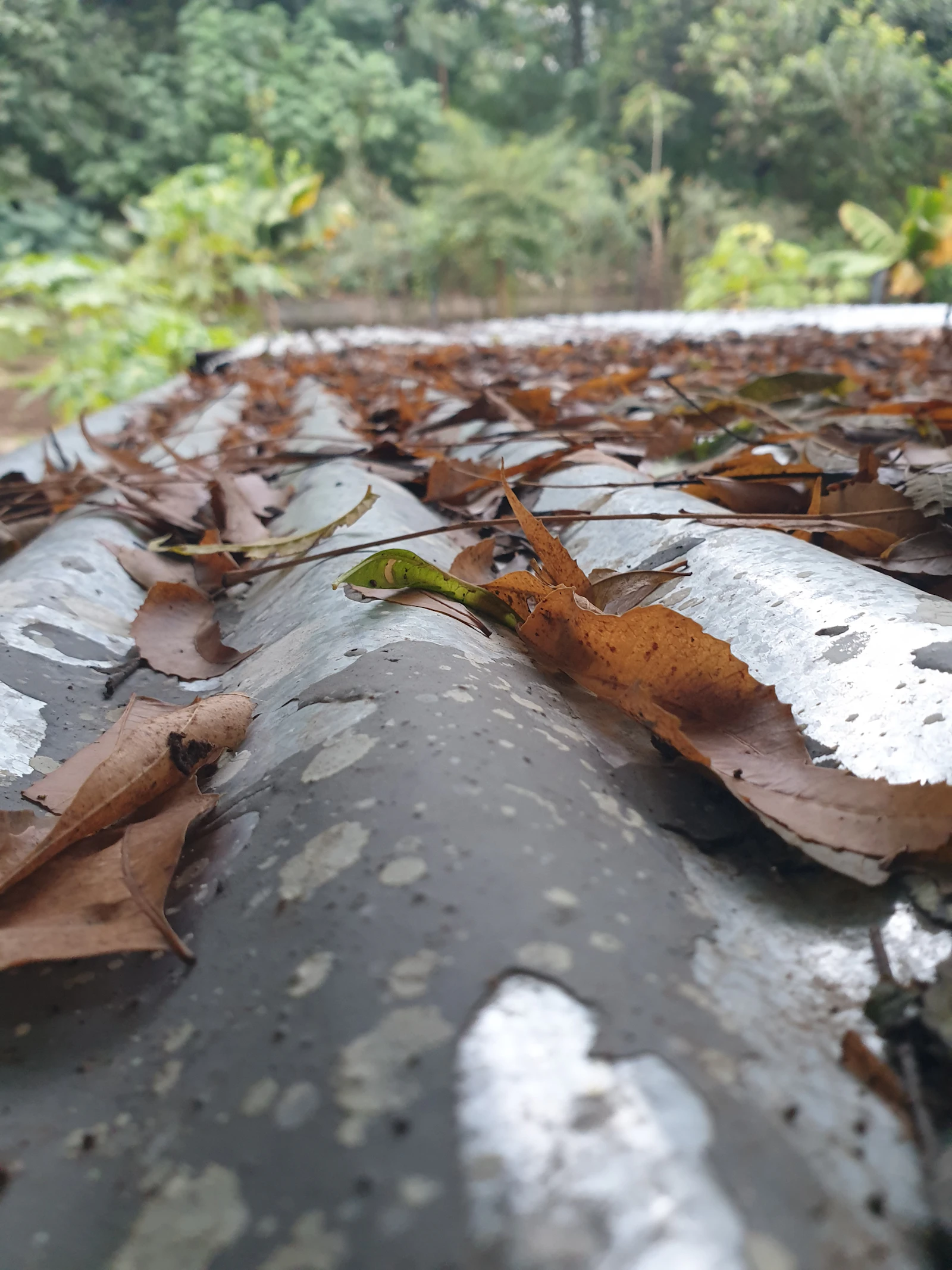 Fallen autumn leaves collected in a metal roof gutter