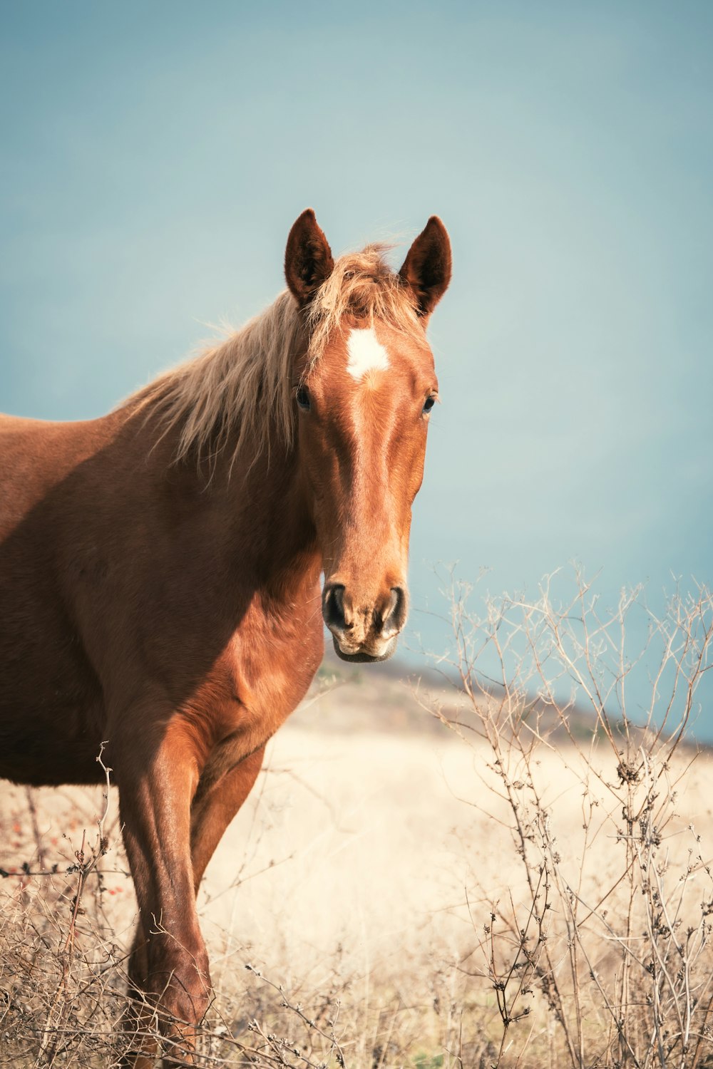 a brown horse standing on top of a dry grass field