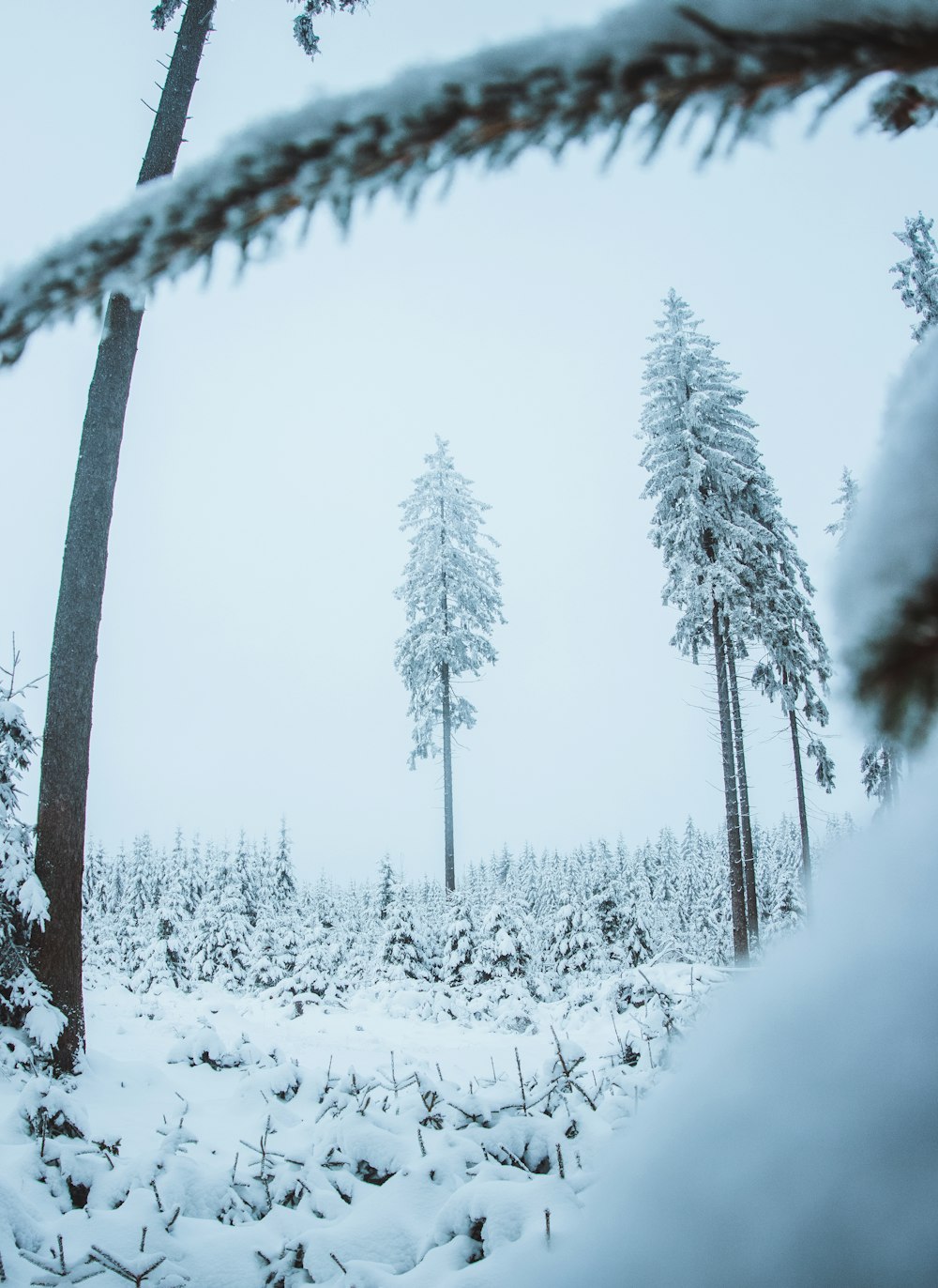 a snow covered forest with tall pine trees