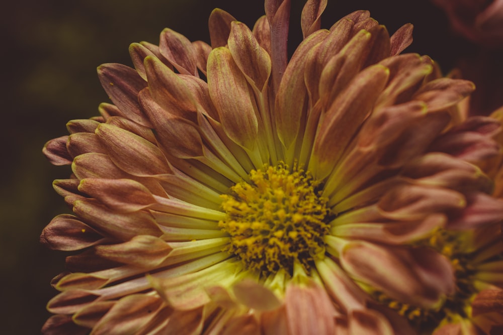 a close up of a flower with a blurry background