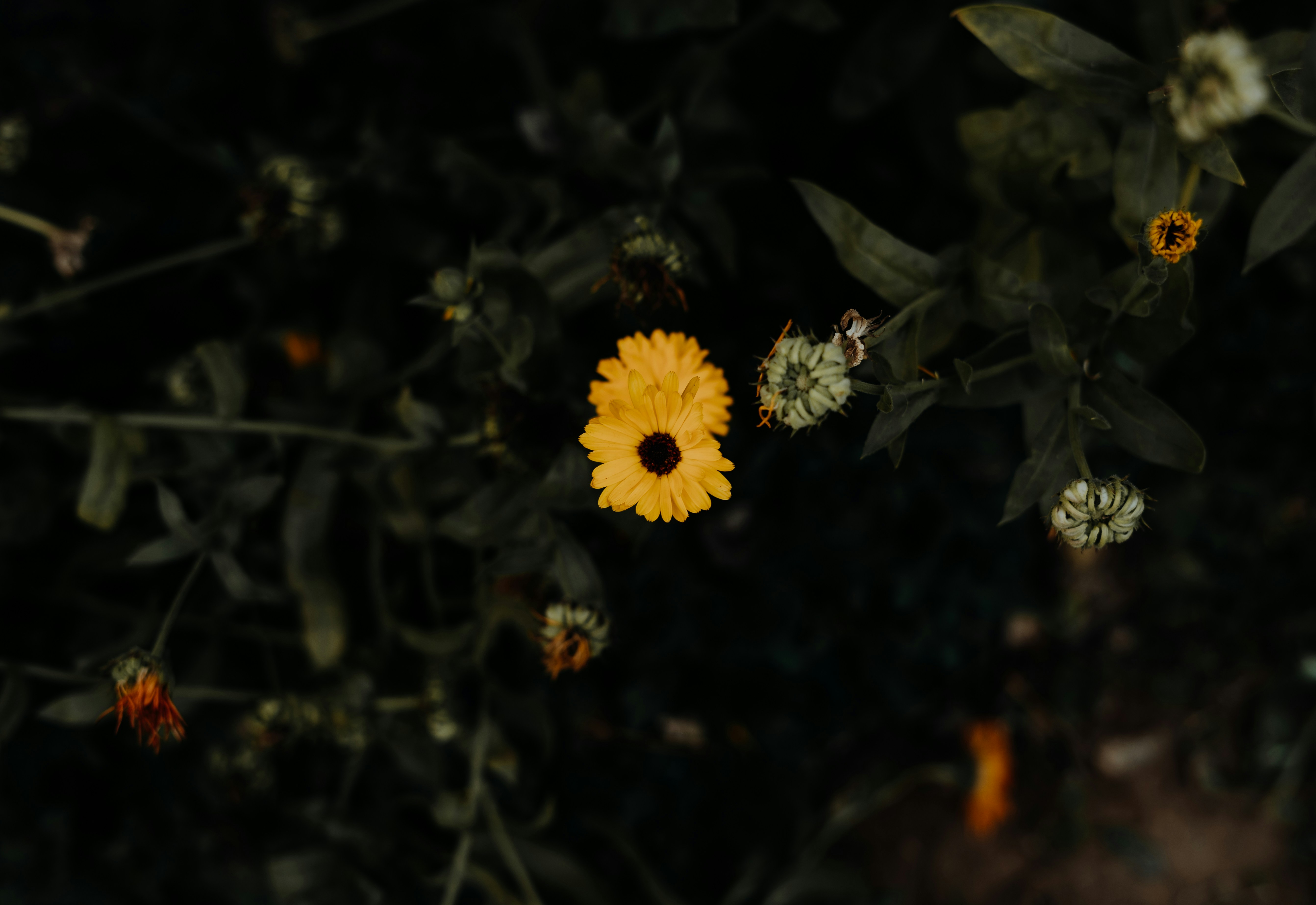 Photo by viditgoswami