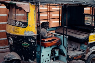 A street dog is resting on the seat of a worn, vintage auto rickshaw. The rickshaw has a yellow and black paint scheme with visible scratches and patches of rust. It's parked against a wooden barricade.