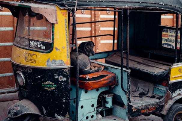 A street dog is resting on the seat of a worn, vintage auto rickshaw. The rickshaw has a yellow and black paint scheme with visible scratches and patches of rust. It's parked against a wooden barricade.