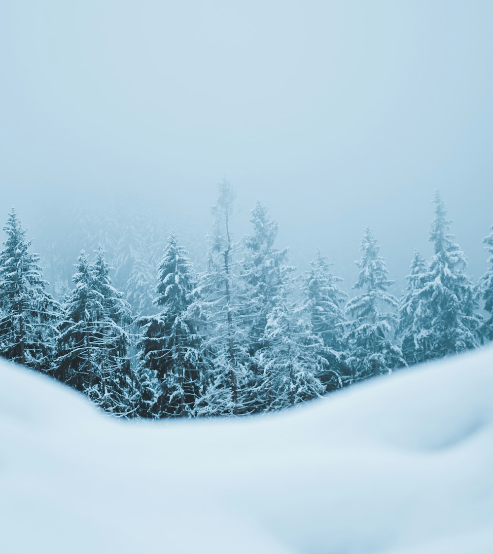 a snow covered forest with trees in the background