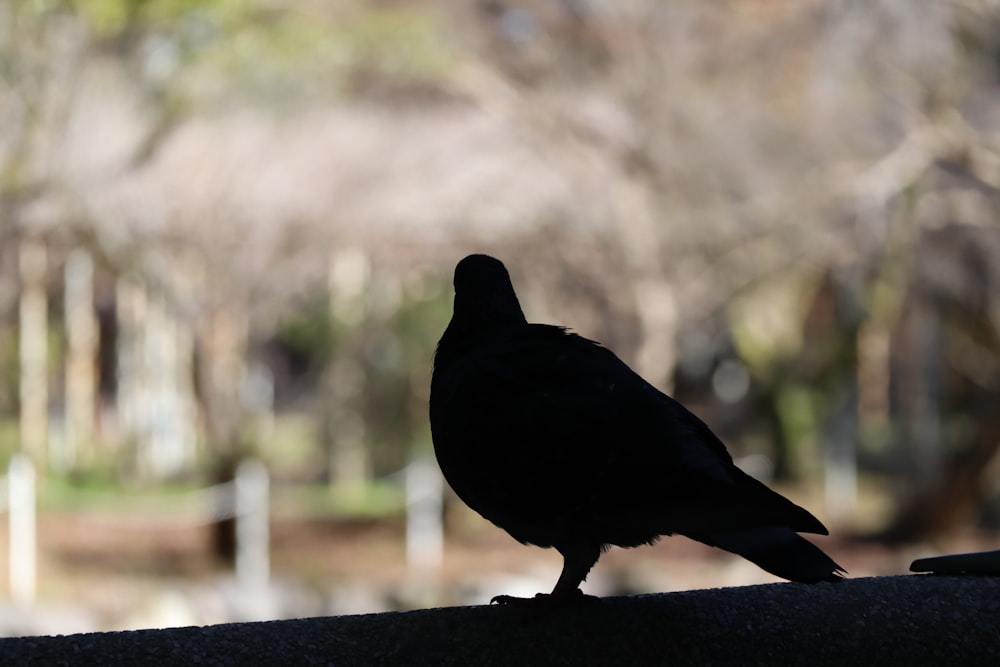 검은 새가 난간에 앉아있다.
