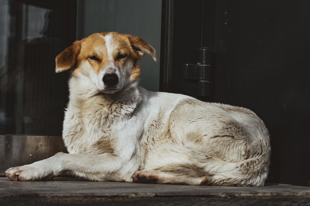 a brown and white dog laying on top of a wooden floor