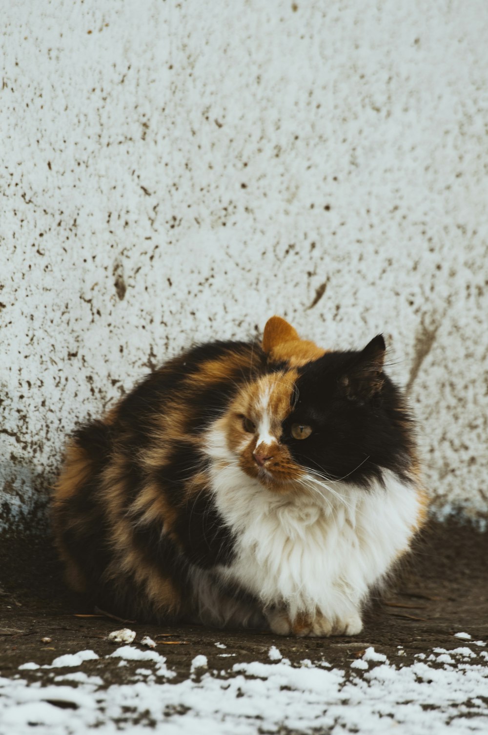 a calico cat sitting in front of a white wall