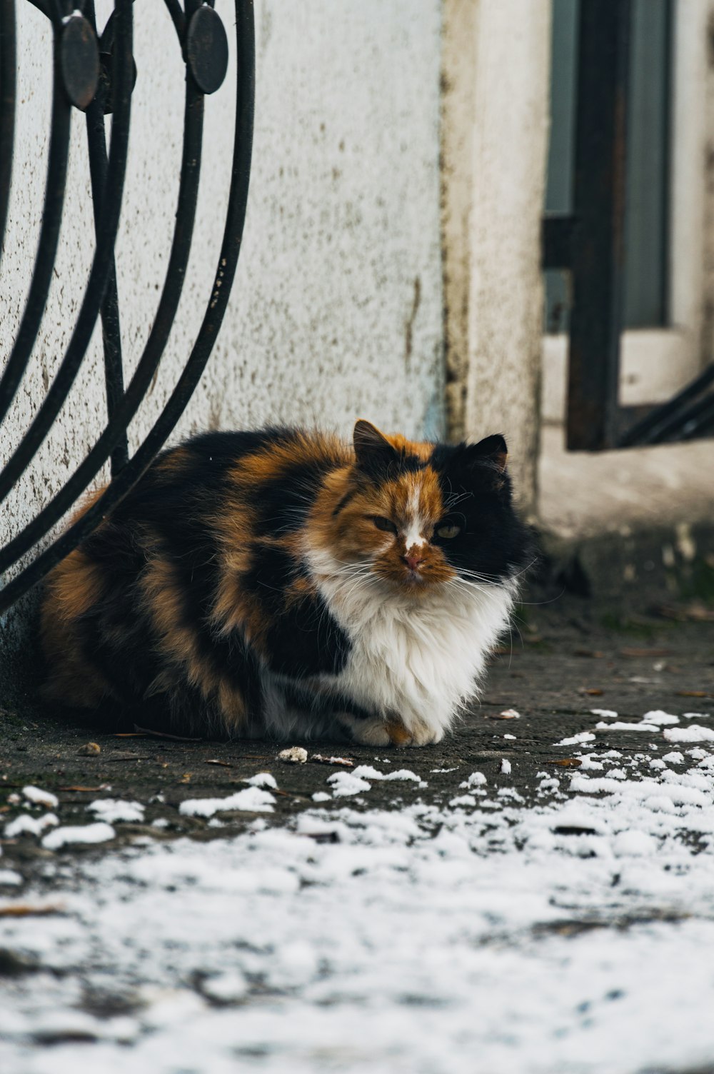 a calico cat sitting on the ground next to a building