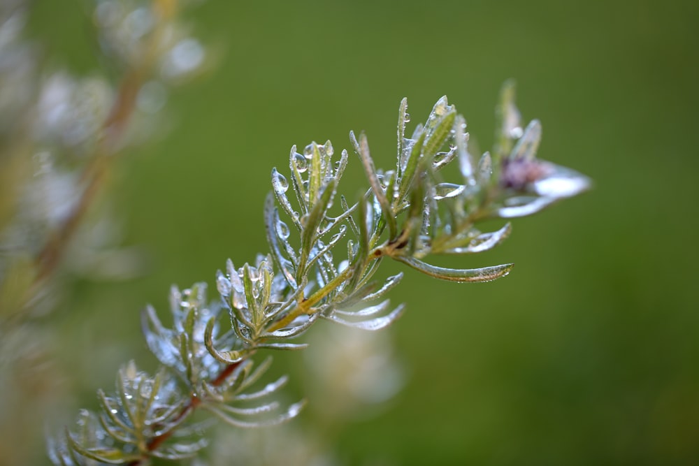 a close up of a plant with drops of water on it