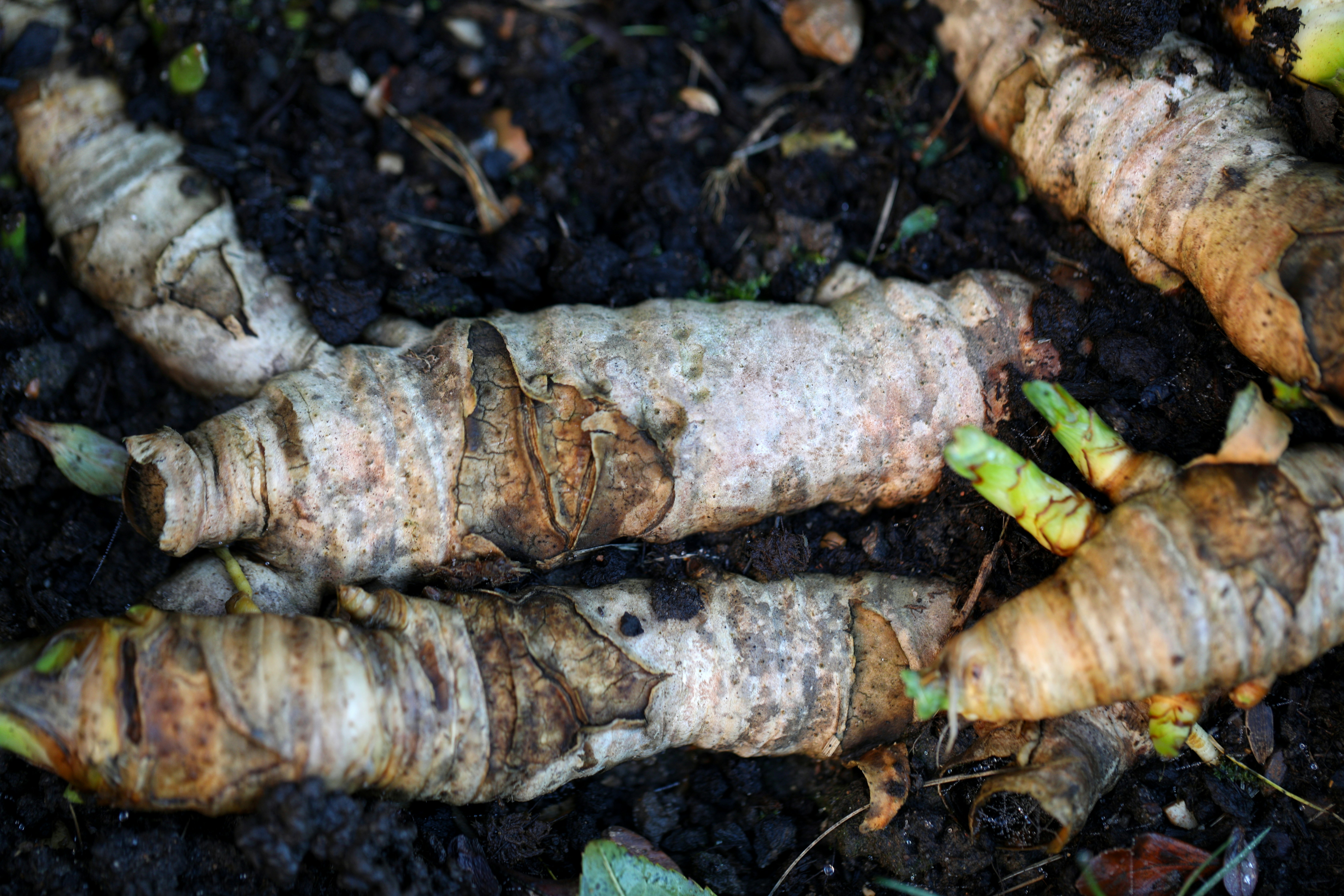 a close up of a bunch of carrots on the ground