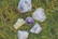 A collection of rough gemstones lying on a patch of grass. The stones vary in color, including clear, purple, and pale yellow, and have a raw, unpolished appearance.