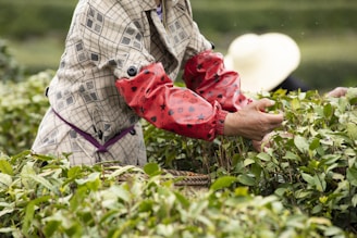 a woman picking tea leaves from a bush