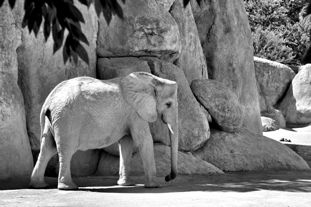 an elephant standing in front of some rocks