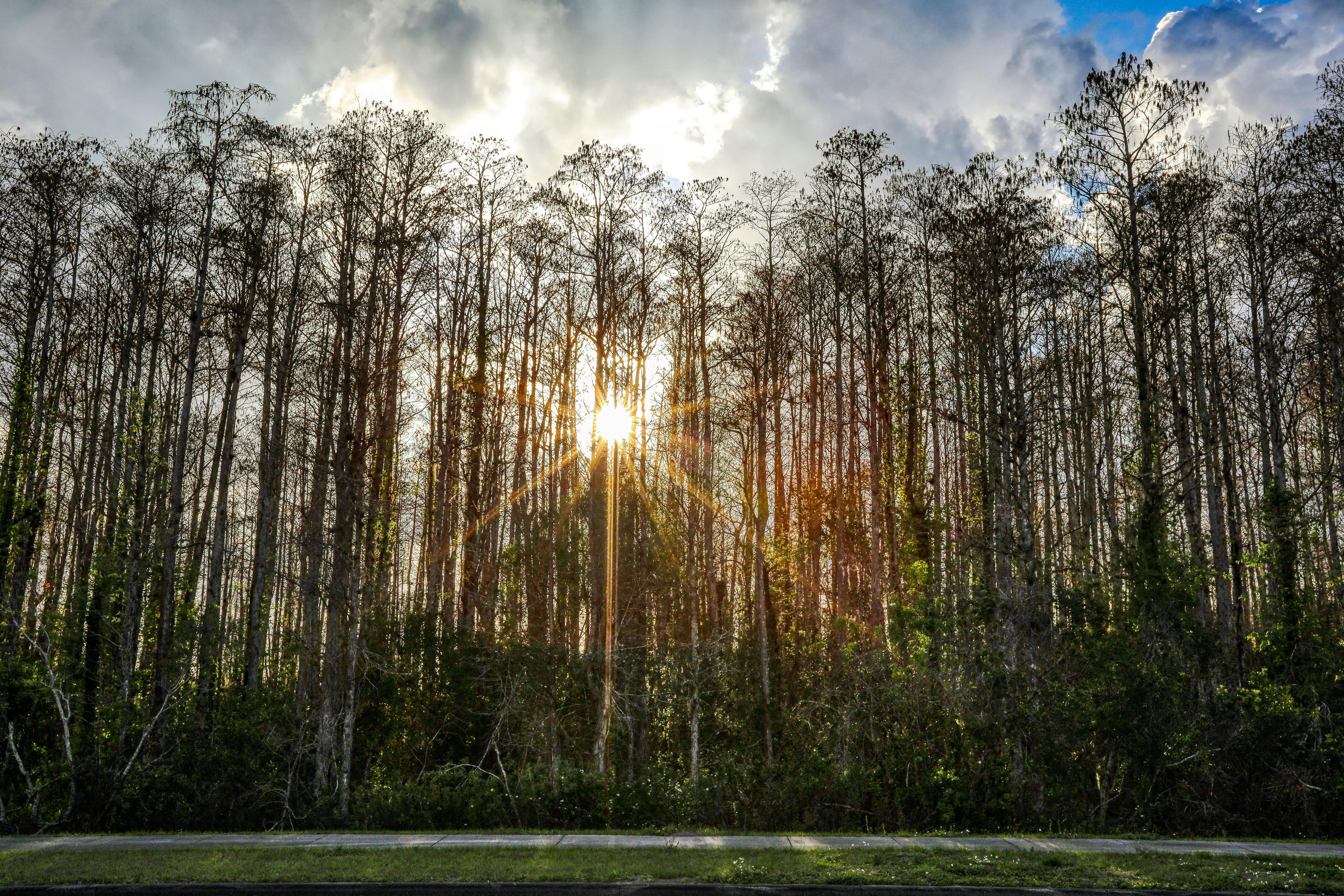 o sol está brilhando através das árvores na floresta