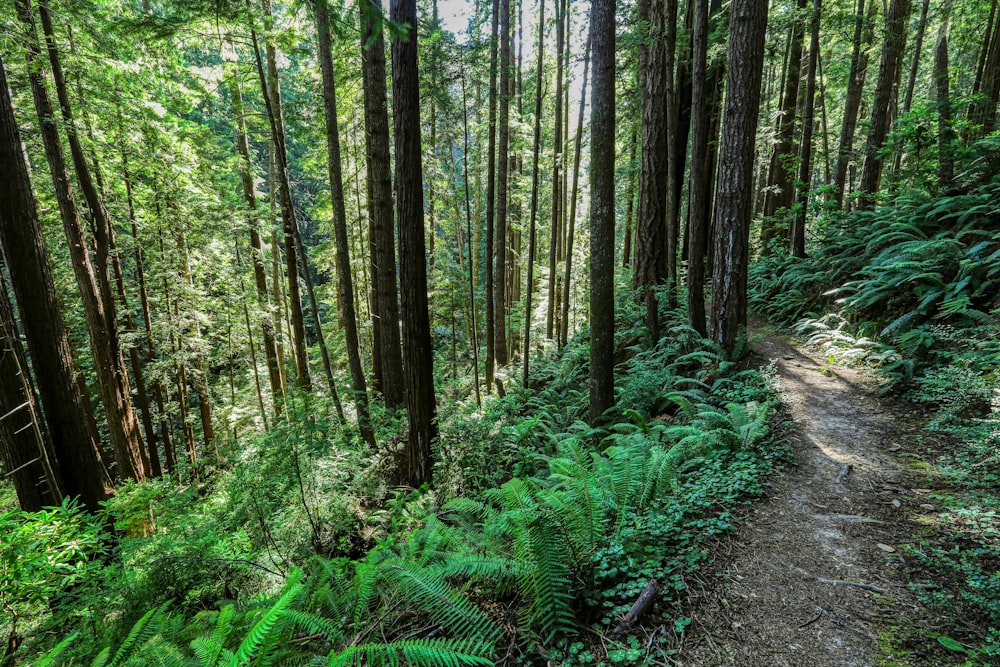 a trail in the middle of a forest with lots of trees