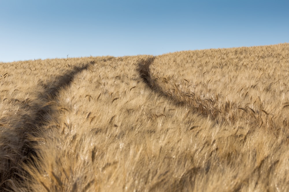a field of wheat with a trail in the middle of it