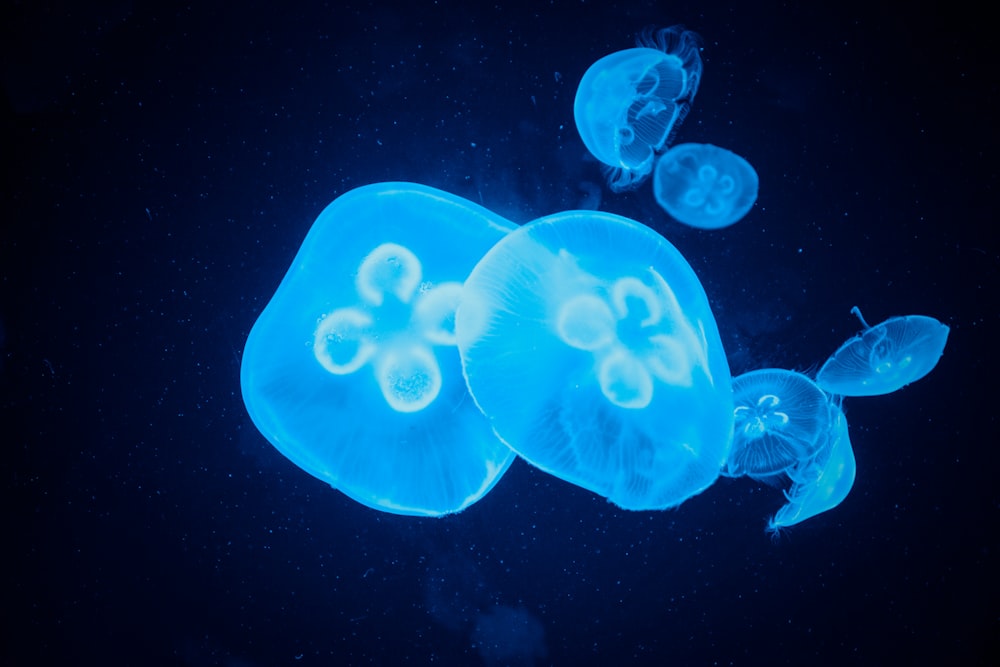 a group of jellyfish floating in the water