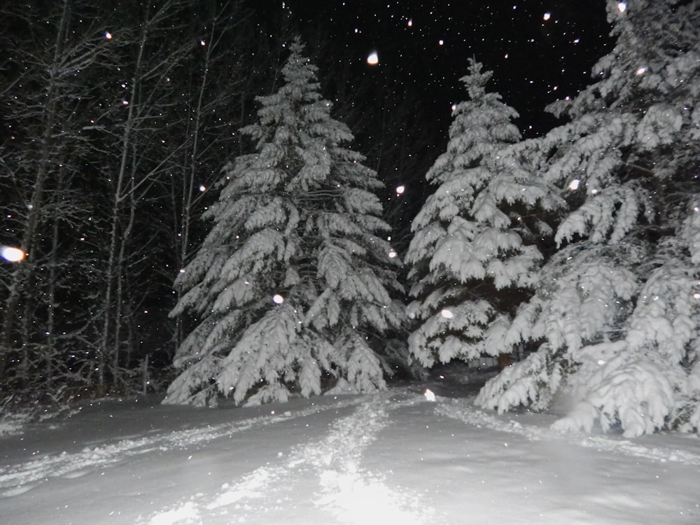 a snow covered forest at night with snow falling from the trees