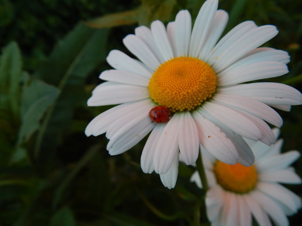 uma joaninha sentada em cima de uma flor branca