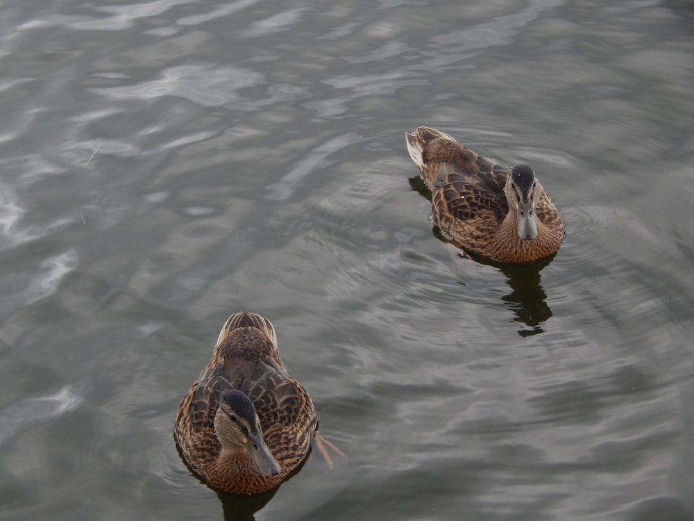 two ducks floating on top of a body of water