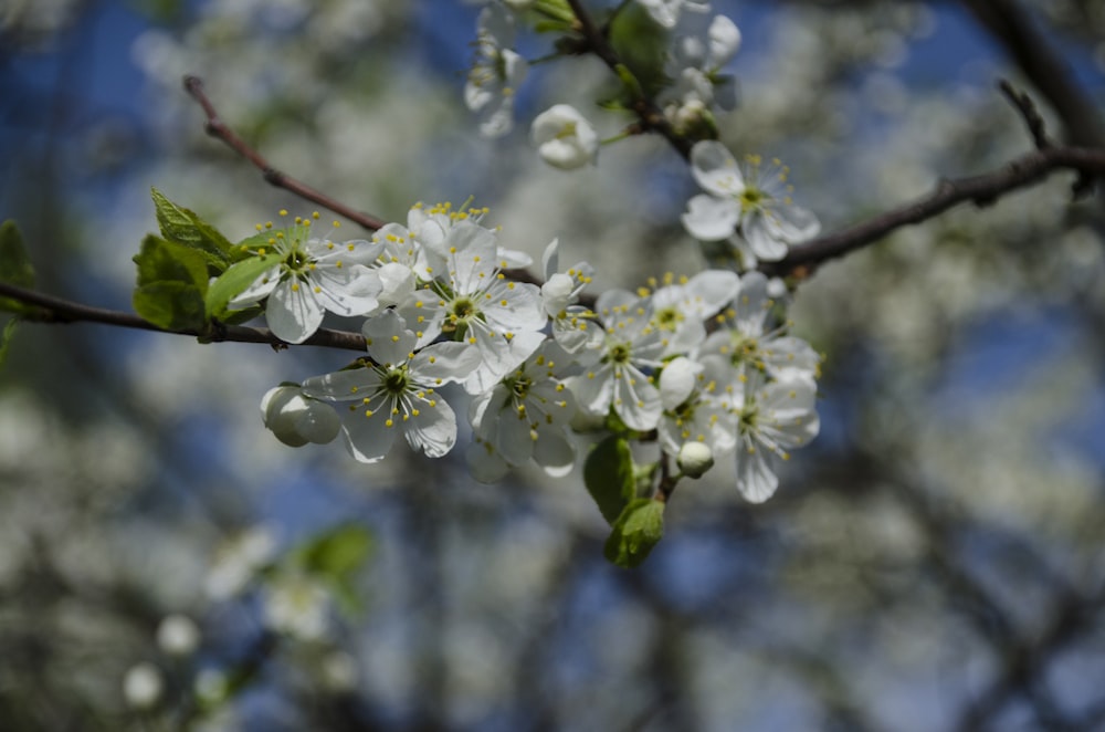 a branch with white flowers and green leaves