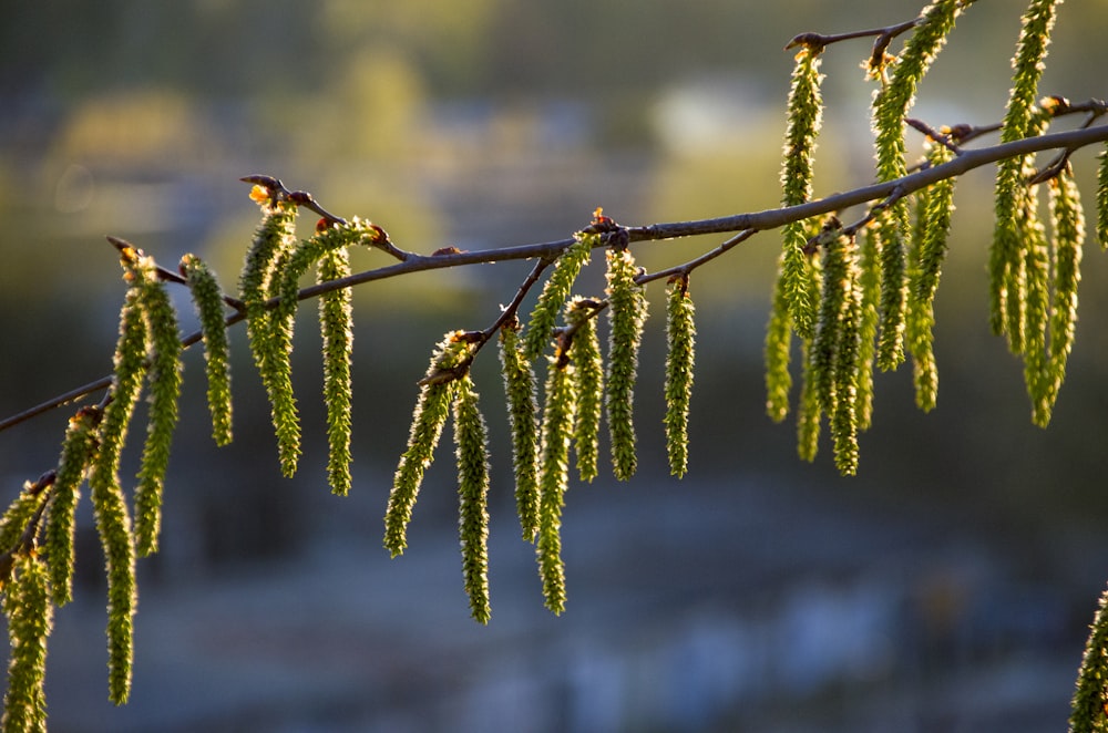 a close up of a tree branch with leaves