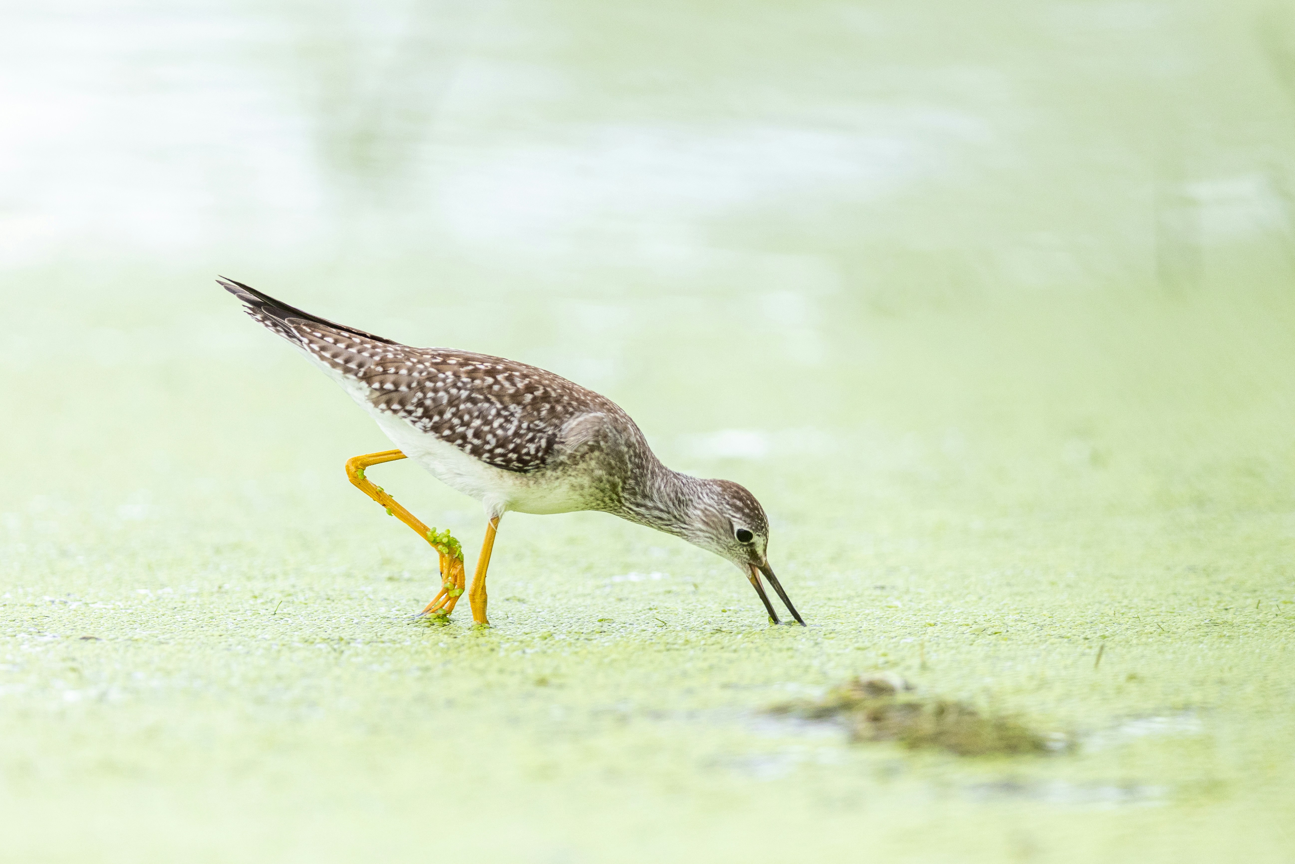a small bird with a long beak eating grass