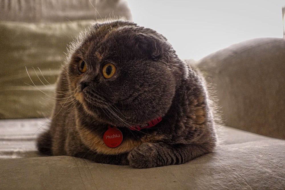 a cat laying on a couch with a red tag on it's collar