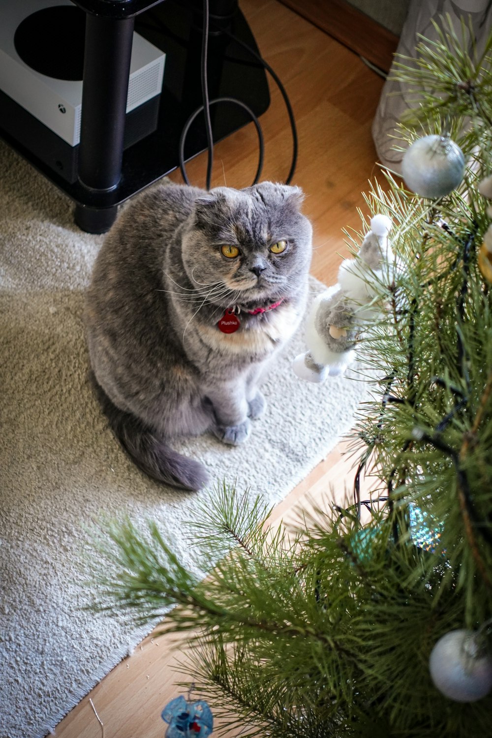a cat sitting on a rug next to a christmas tree