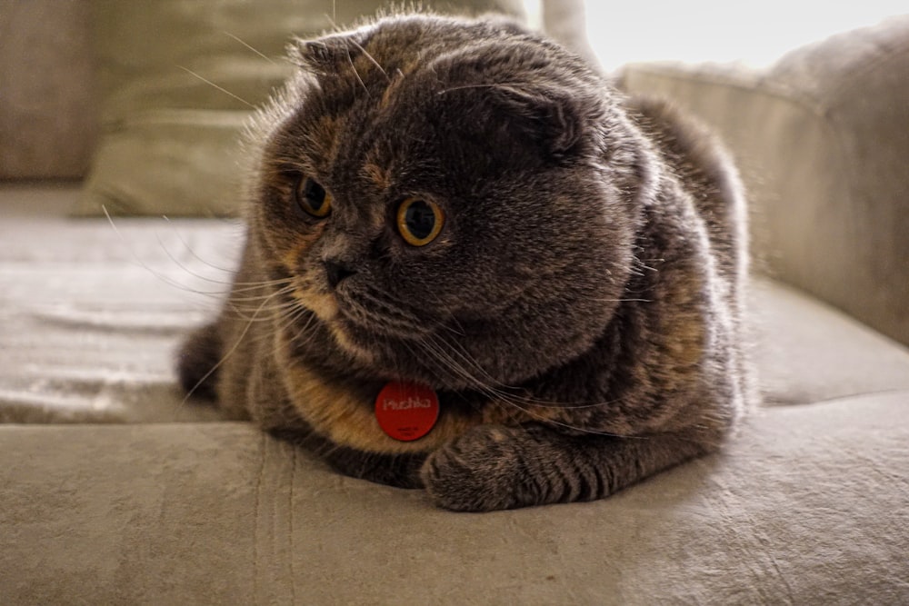 a cat laying on a couch with a red tag on it's collar