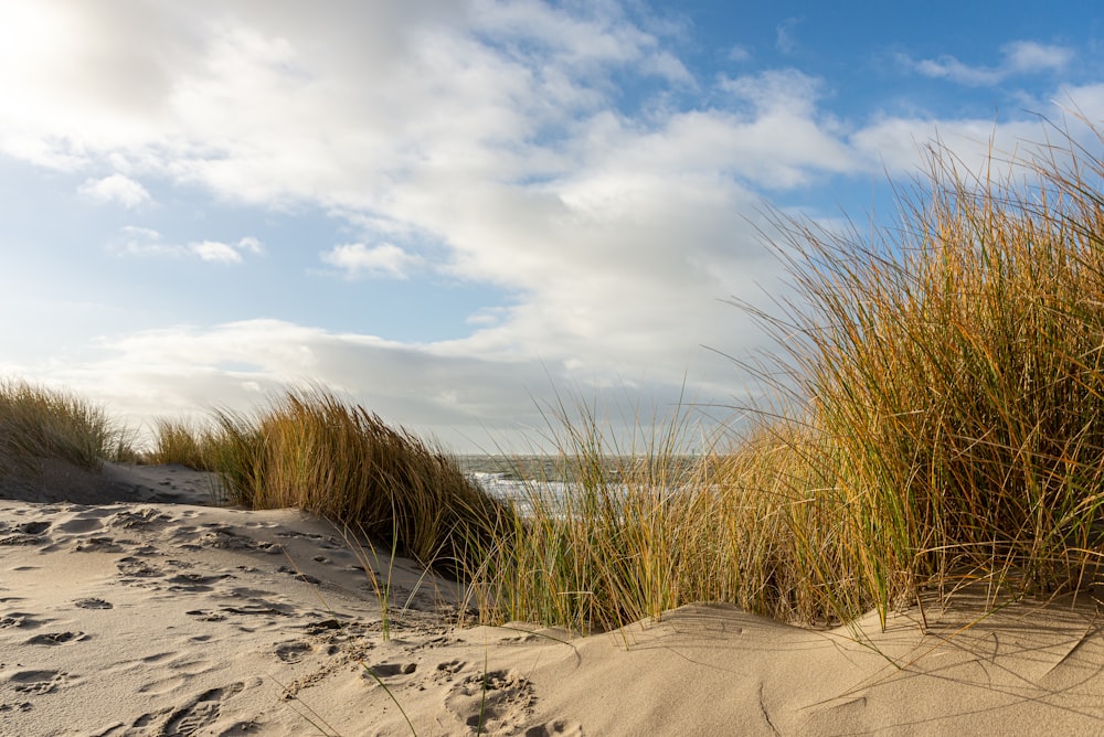 a sandy beach with grass growing out of the sand