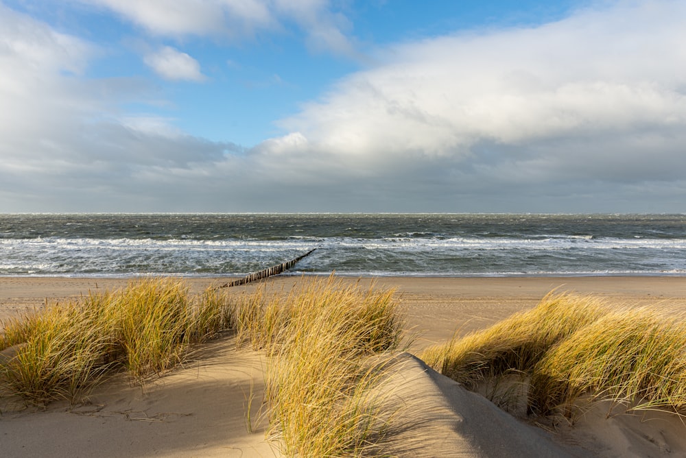 a sandy beach with grass growing out of the sand