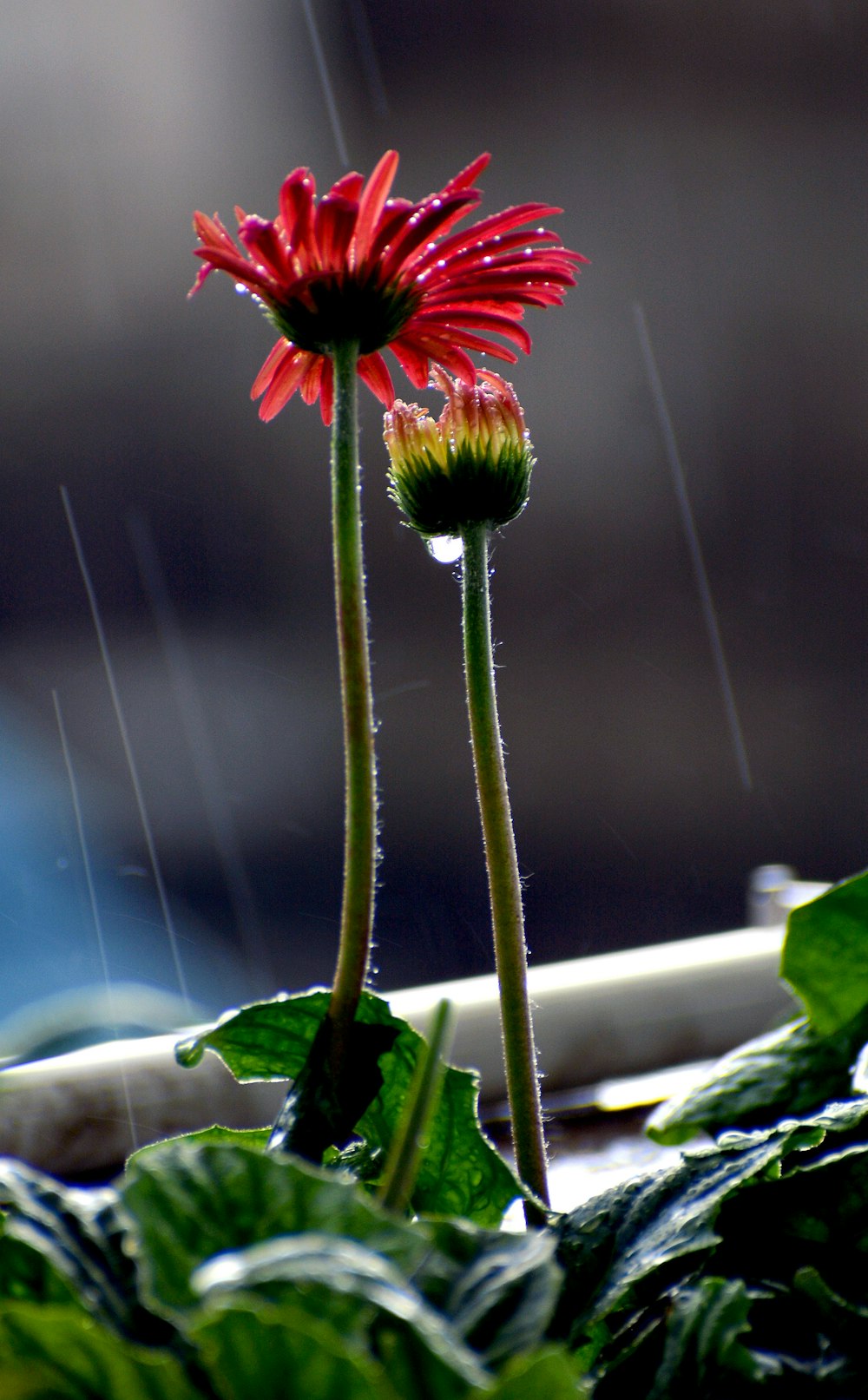 a couple of red flowers sitting on top of a green plant