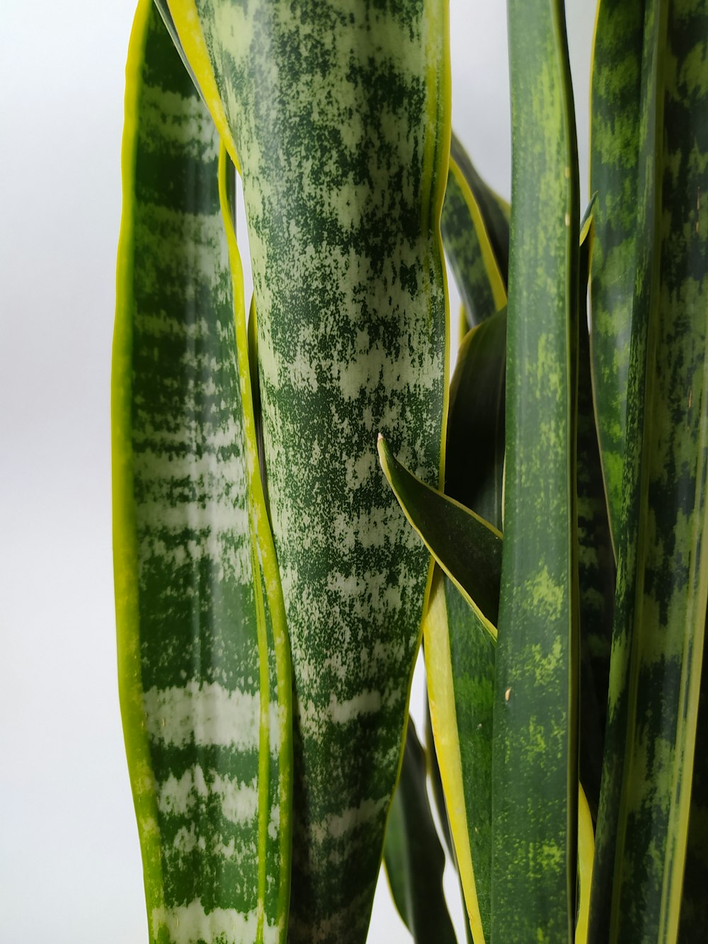 Gros plan d’une plante verte avec des taches blanches