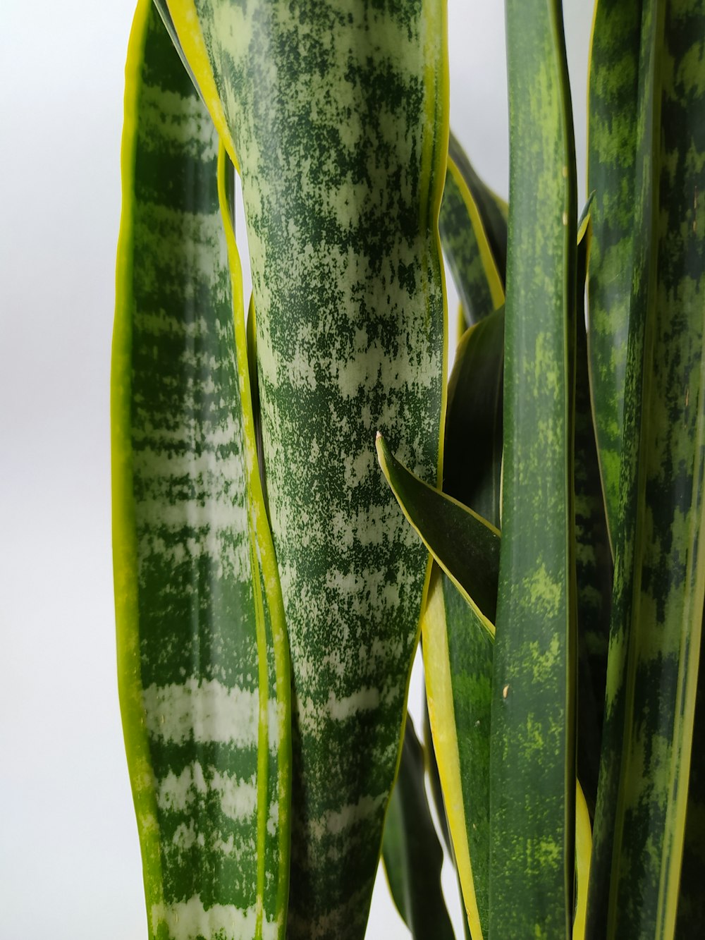 a close up of a green plant with white spots