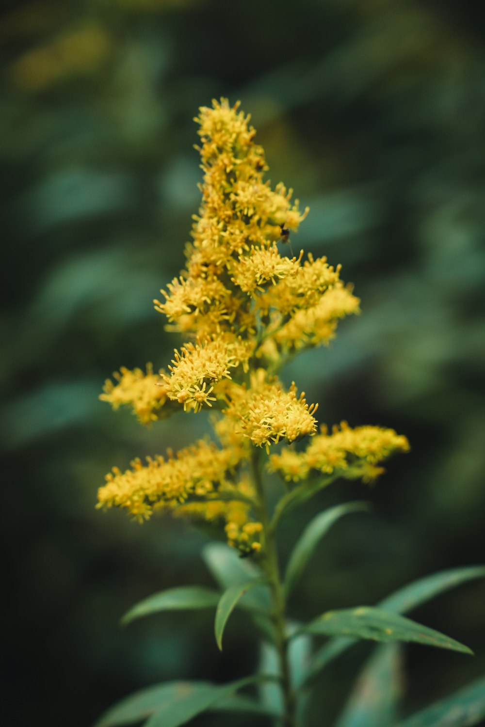 a close up of a plant with yellow flowers