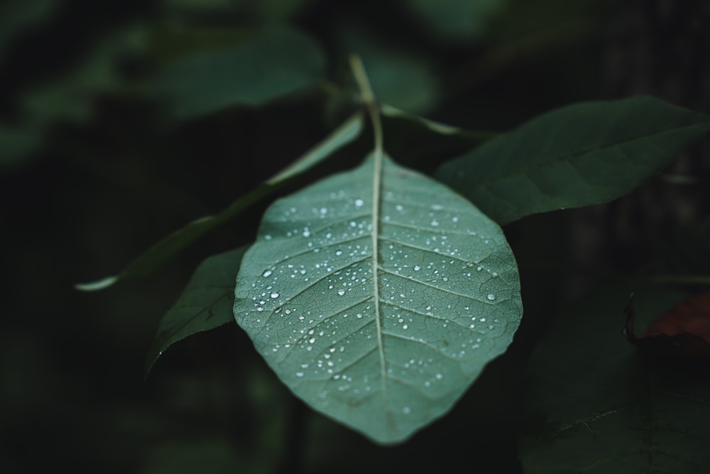 a green leaf with drops of water on it