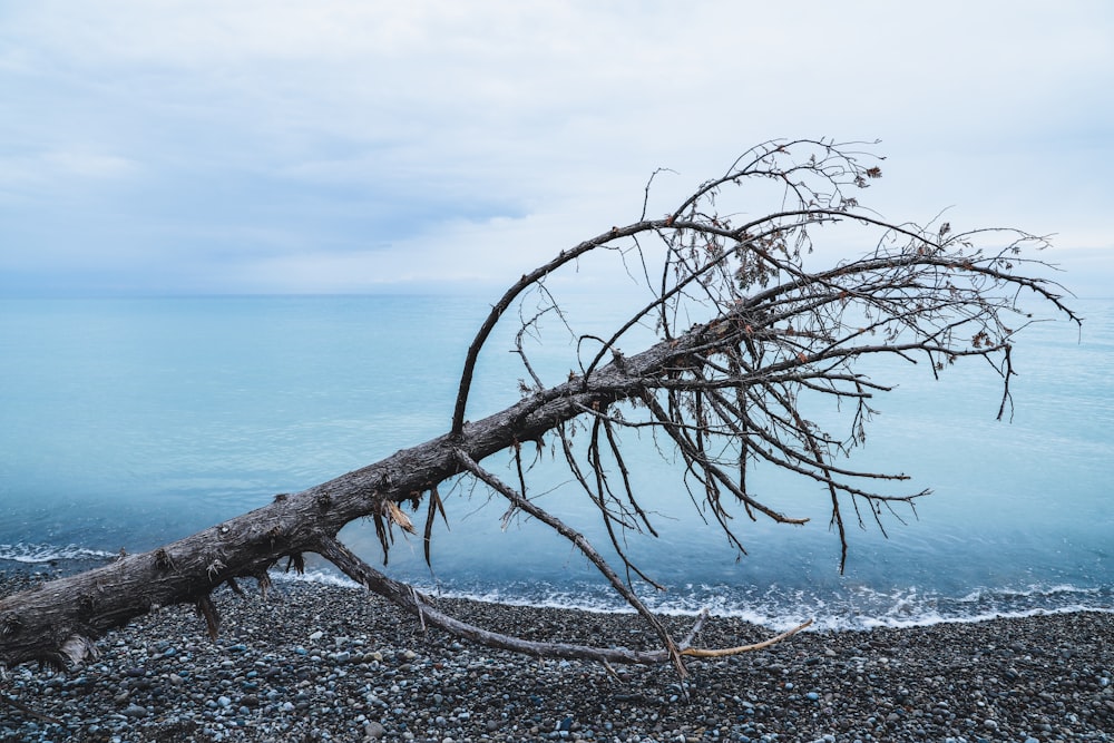 Ein Baum, der an einem Strand umgefallen ist