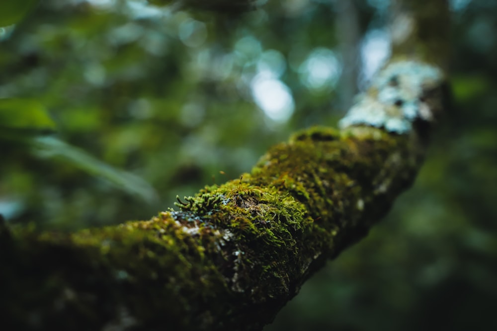 moss growing on a tree branch in a forest