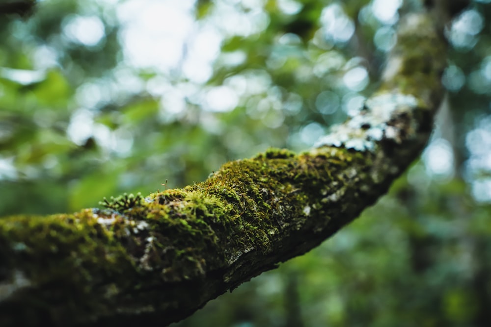 a moss covered tree branch in a forest