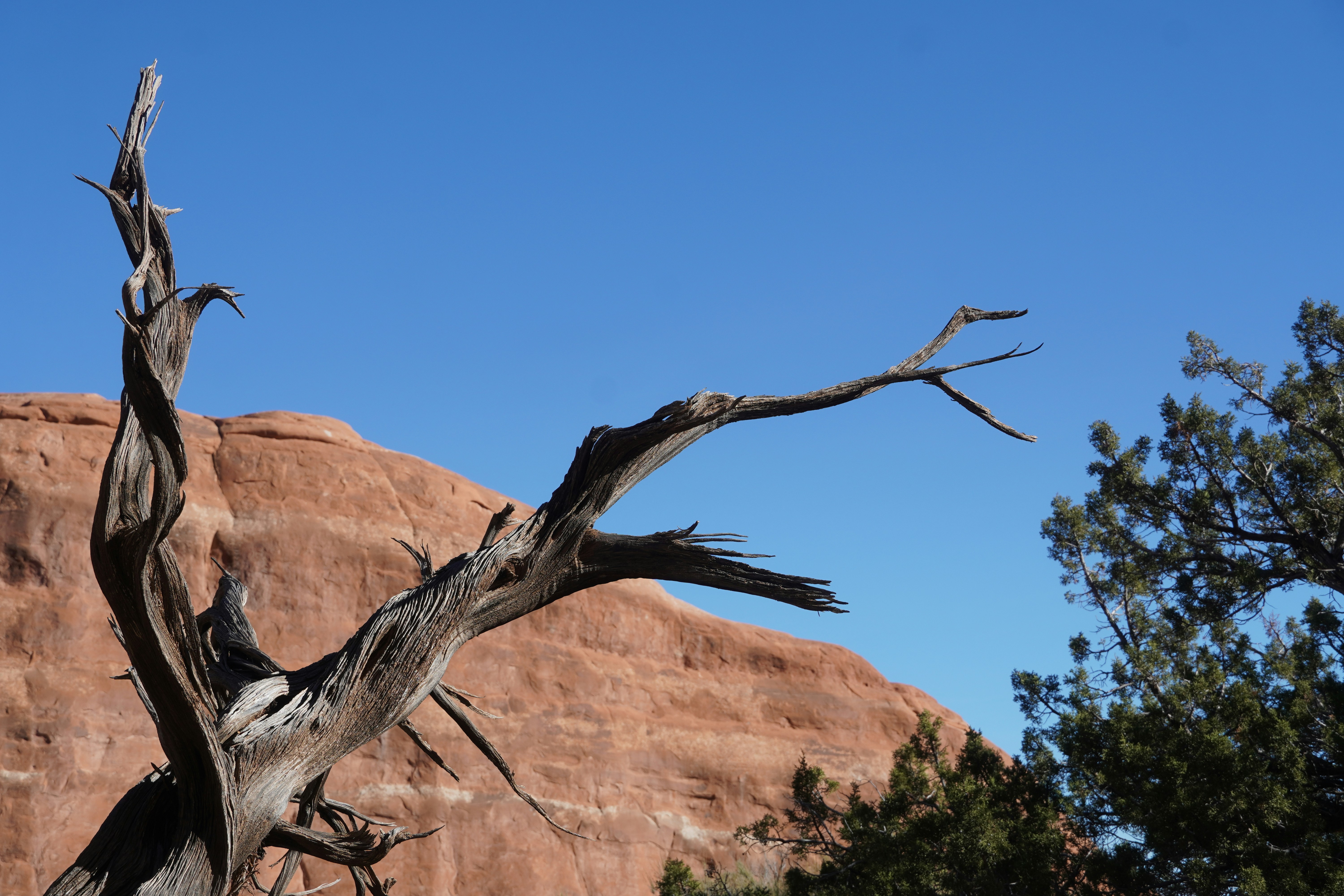 a dead tree with a mountain in the background