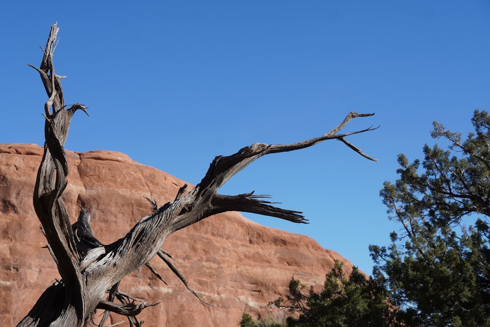 a dead tree with a mountain in the background