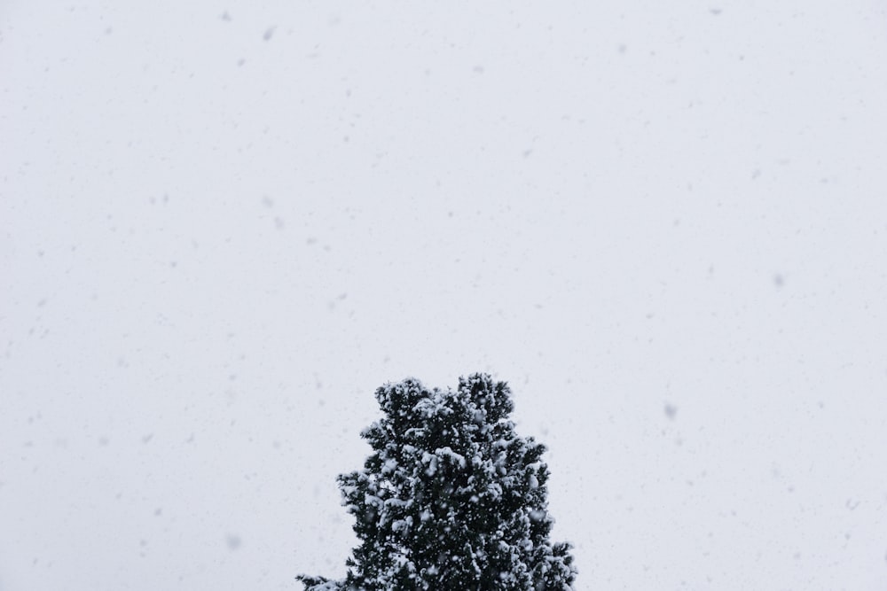 a lone tree in a snowy field