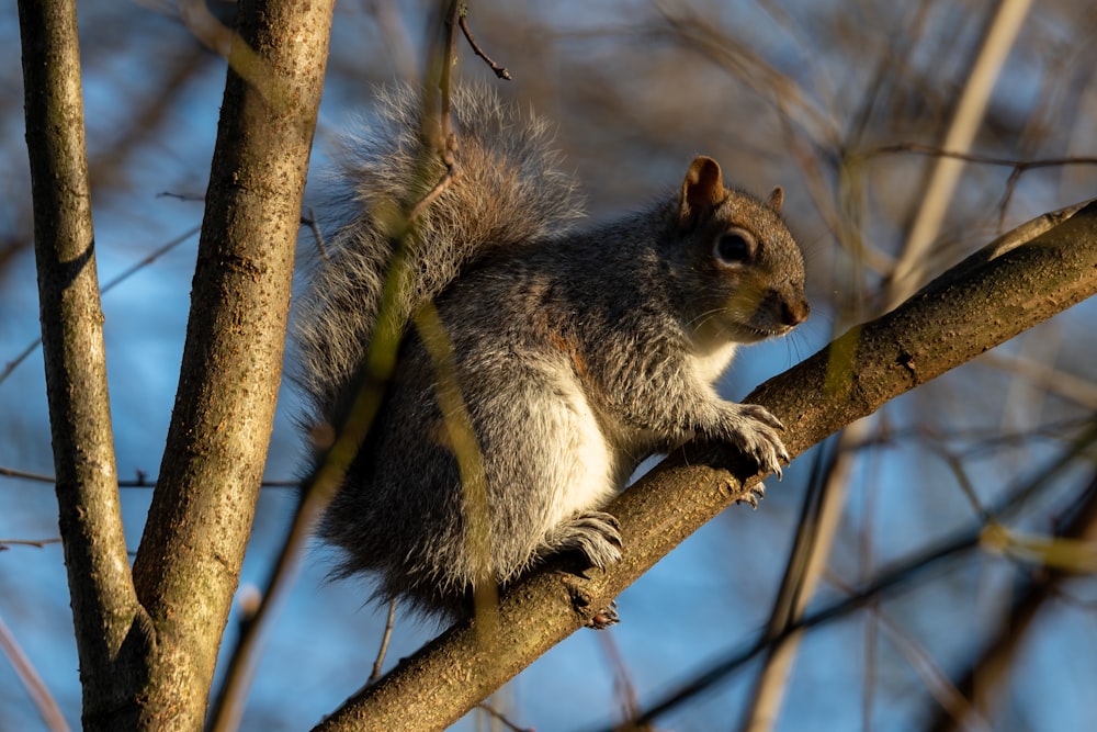 a squirrel is sitting on a tree branch