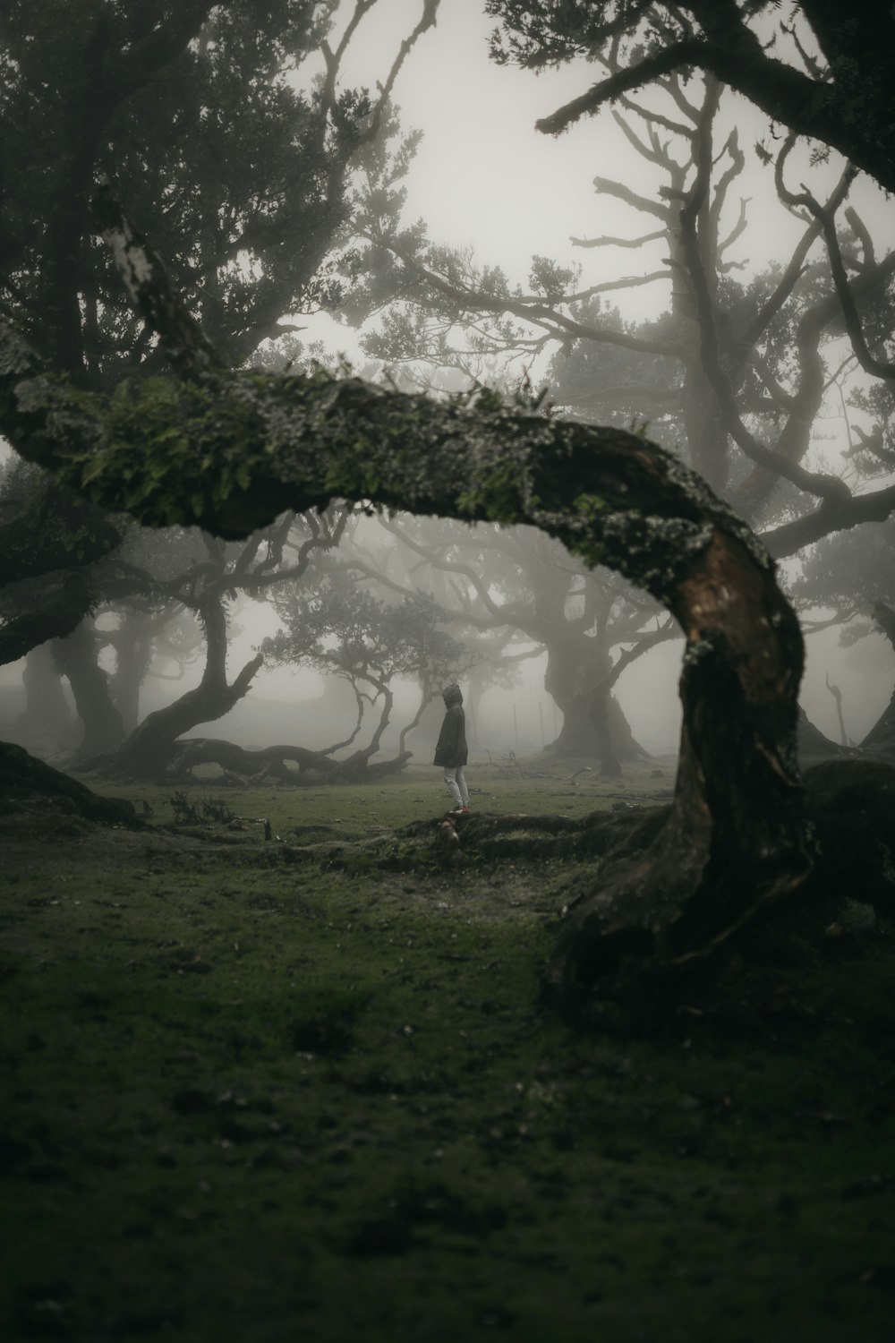 a person standing in the middle of a forest