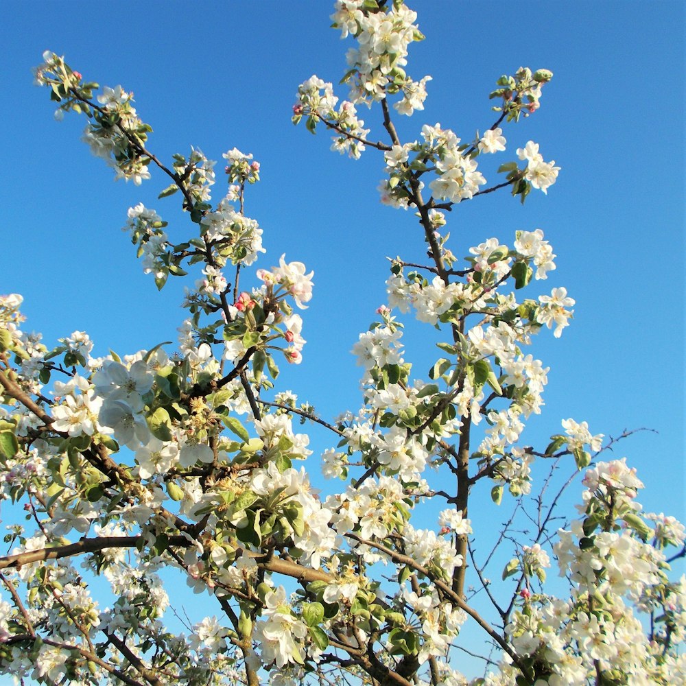 a tree with white flowers on it and a blue sky in the background