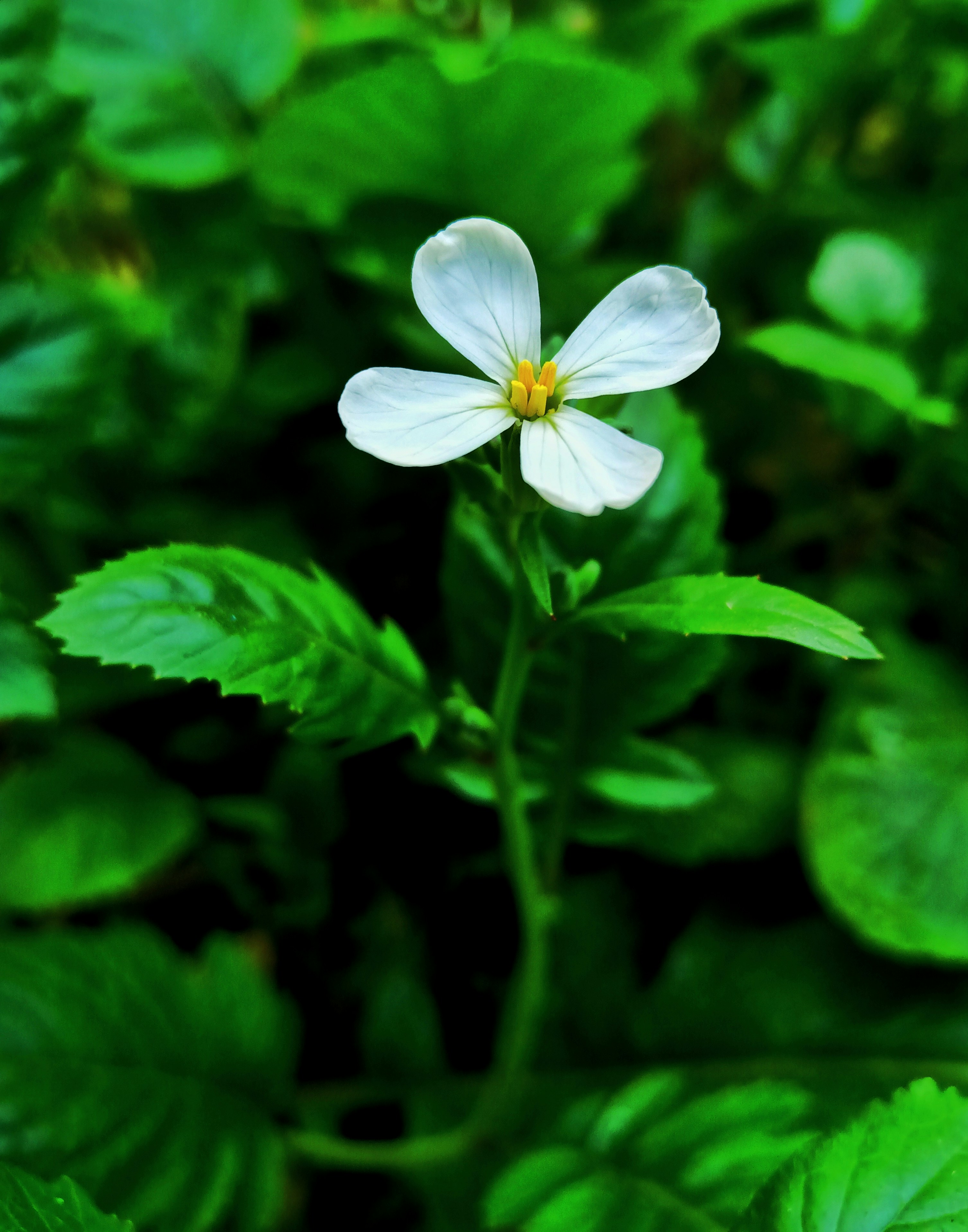 a white flower with a yellow center surrounded by green leaves