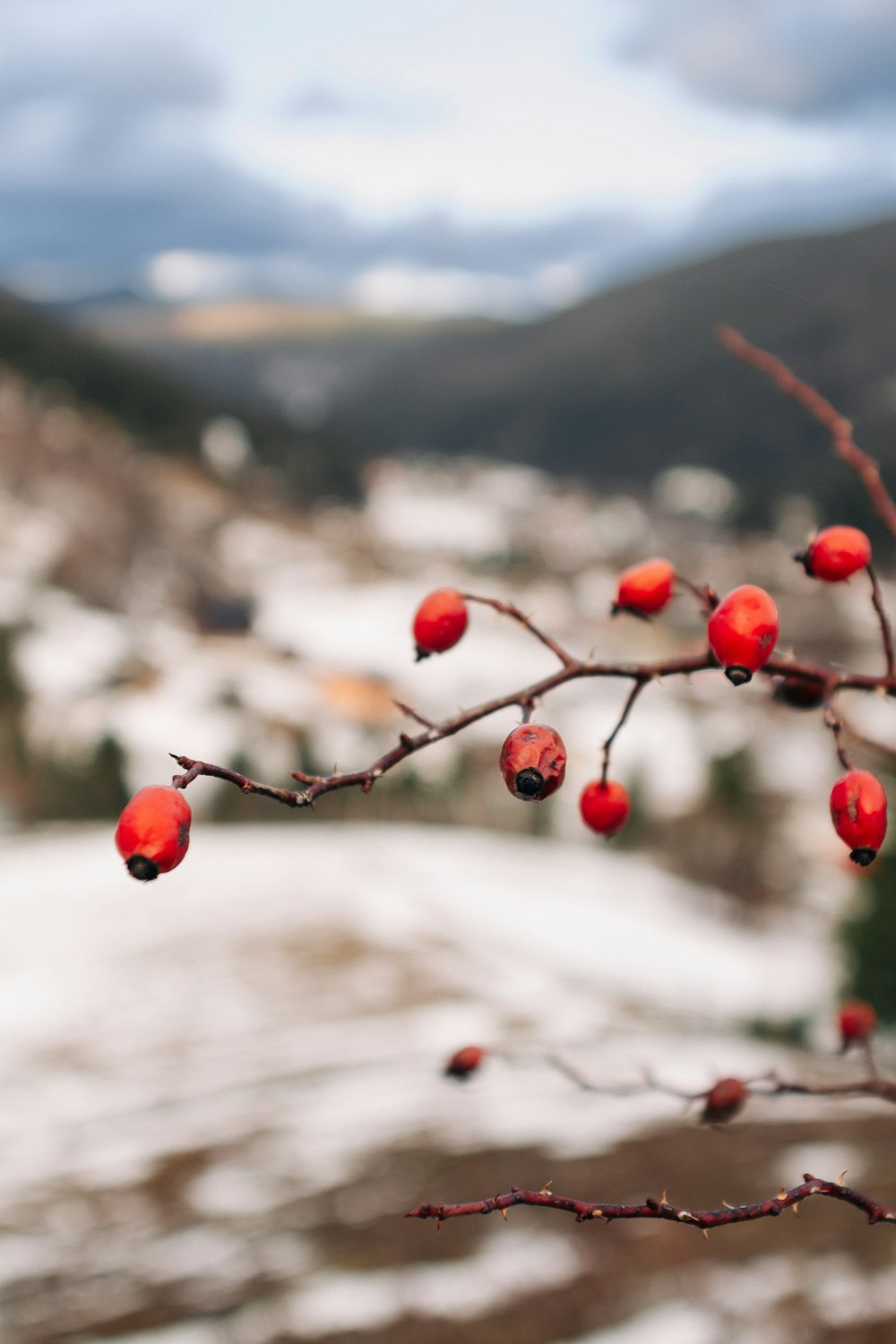 a small branch with red berries on it